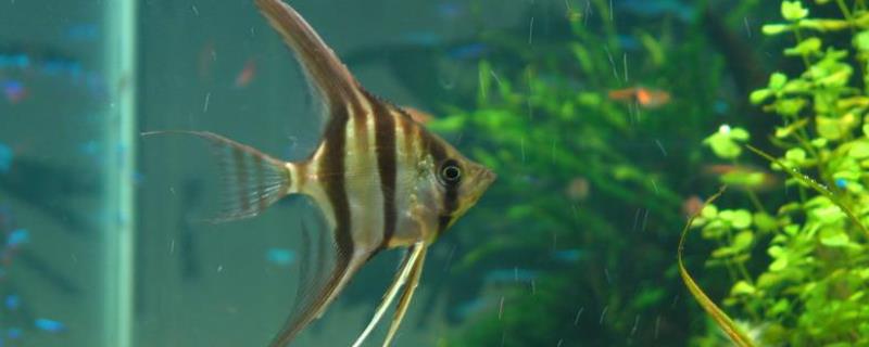 中层鱼品种有哪些