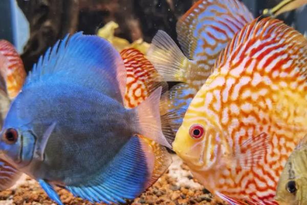 中层鱼品种,金鱼、锦鲤、地图鱼、鹦鹉鱼等品种均为中层鱼