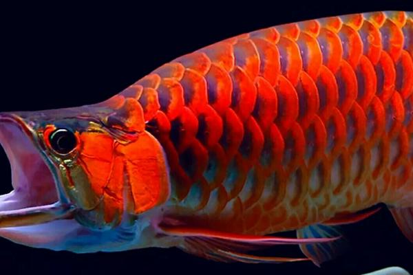 中层鱼品种,金鱼、锦鲤、地图鱼、鹦鹉鱼等品种均为中层鱼