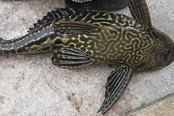 中层鱼品种,金鱼、锦鲤、地图鱼、鹦鹉鱼等品种均为中层鱼