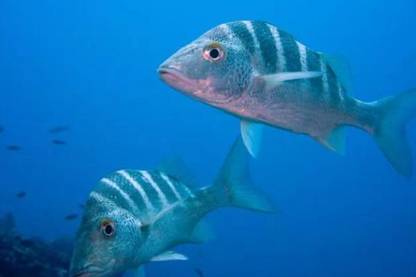 中层鱼品种,金鱼、锦鲤、地图鱼、鹦鹉鱼等品种均为中层鱼