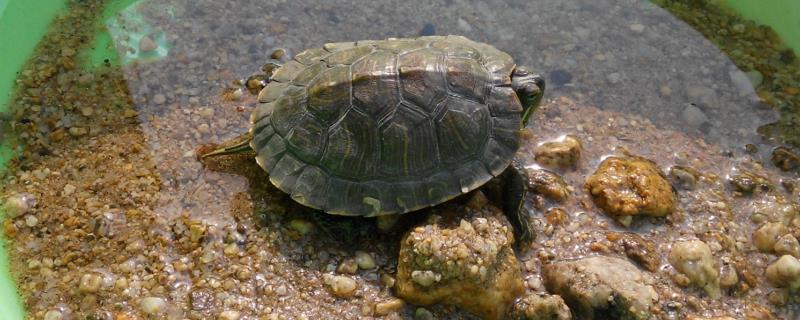 乌龟不冬眠是否要喂食