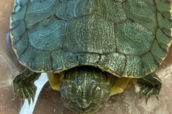 乌龟不冬眠是否要喂食,需根据温度来决定