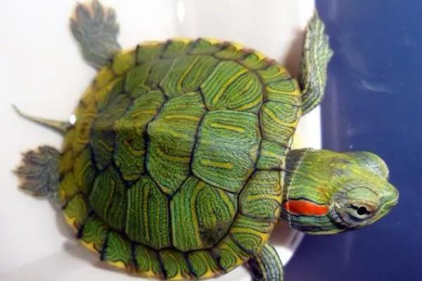 乌龟不冬眠是否要喂食,需根据温度来决定