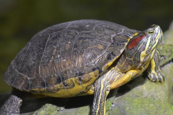乌龟不冬眠是否要喂食,需根据温度来决定