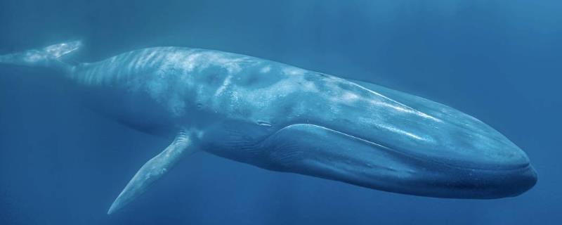鲸鱼是否属于鱼类