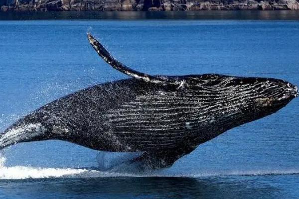 鲸鱼是否属于鱼类,不是鱼类而是属于哺乳动物