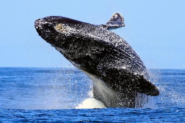 鲸鱼是否属于鱼类,不是鱼类而是属于哺乳动物