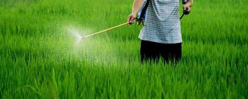 夏天喷药时间