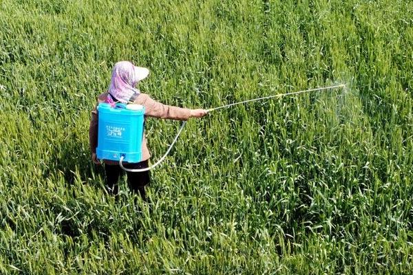 夏天喷药时间,适合在上午10点前、下午5点左右喷施