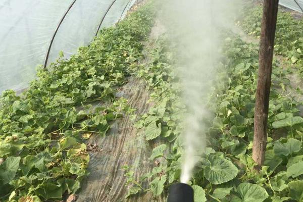 夏天喷药时间,适合在上午10点前、下午5点左右喷施