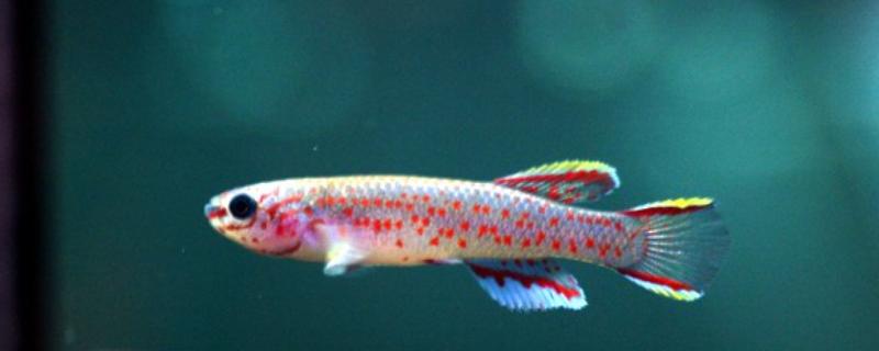 蓝彩鳉鱼好不好养