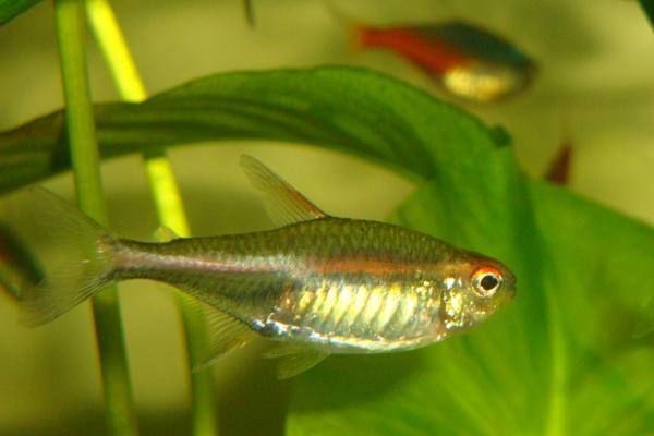 蓝彩鳉鱼好不好养,容易饲养比较适合新手