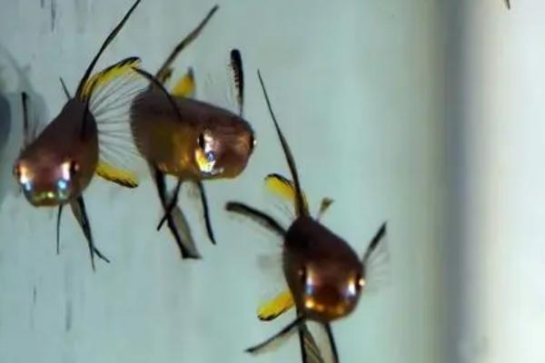 蓝彩鳉鱼好不好养,容易饲养比较适合新手