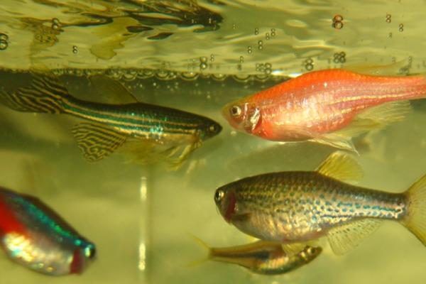 蓝彩鳉鱼好不好养,容易饲养比较适合新手