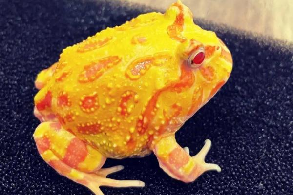 角蛙不增温如何过冬,可提供干燥环境让它们冬眠