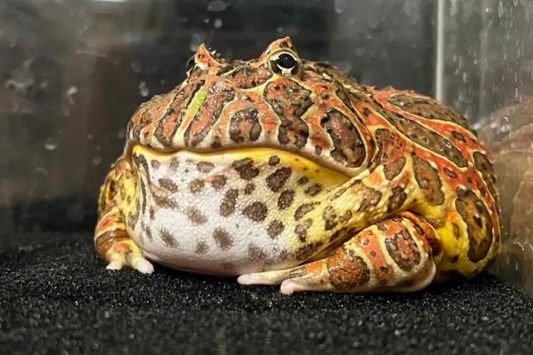 角蛙不增温如何过冬,可提供干燥环境让它们冬眠