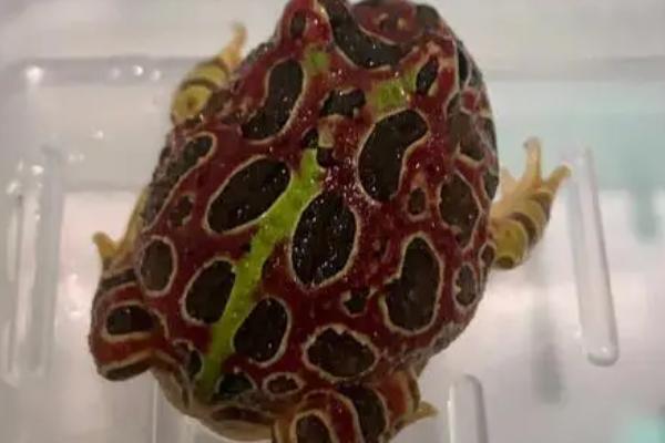 角蛙不增温如何过冬,可提供干燥环境让它们冬眠