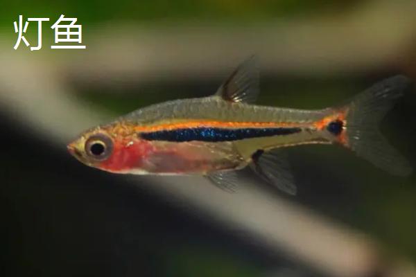 荷兰凤凰鱼能否与迷你鹦鹉鱼混养，迷你鹦鹉鱼的攻击性较强不宜混养