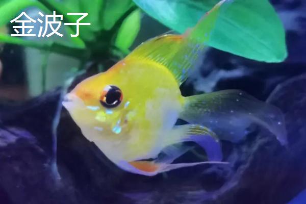 荷兰凤凰鱼能否与迷你鹦鹉鱼混养，迷你鹦鹉鱼的攻击性较强不宜混养