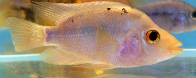 黄鲷鱼和黑鲷鱼的区别