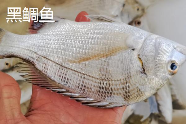 黄鲷鱼和黑鲷鱼的区别,黄鲷鱼呈黄色、黑鲷鱼呈青灰色
