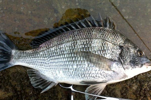 黄鲷鱼和黑鲷鱼的区别,黄鲷鱼呈黄色、黑鲷鱼呈青灰色