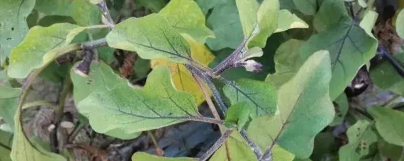 茄子叶片发黄的补救方法