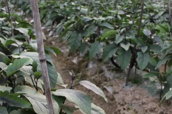 茄子叶片发黄的补救方法,可采取浇水、喷肥、供光等措施