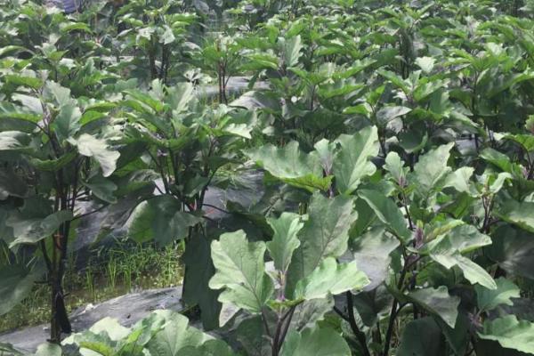 茄子叶片发黄的补救方法,可采取浇水、喷肥、供光等措施