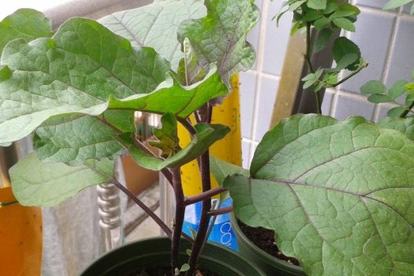 茄子叶片发黄的补救方法,可采取浇水、喷肥、供光等措施