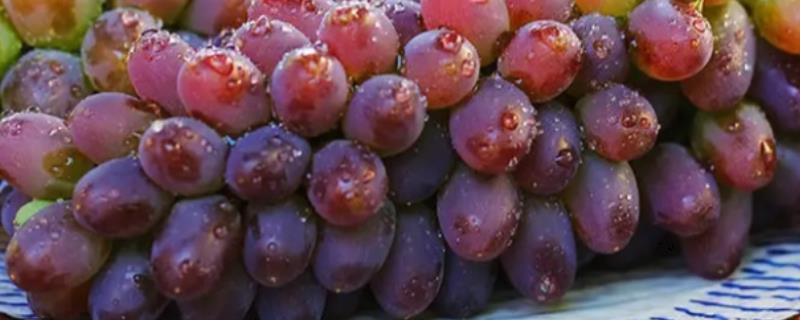 提子的保存时间