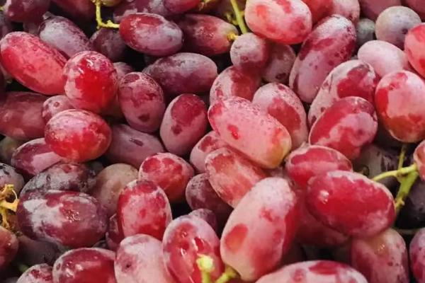 提子的保存时间,一般可存放3-5天左右