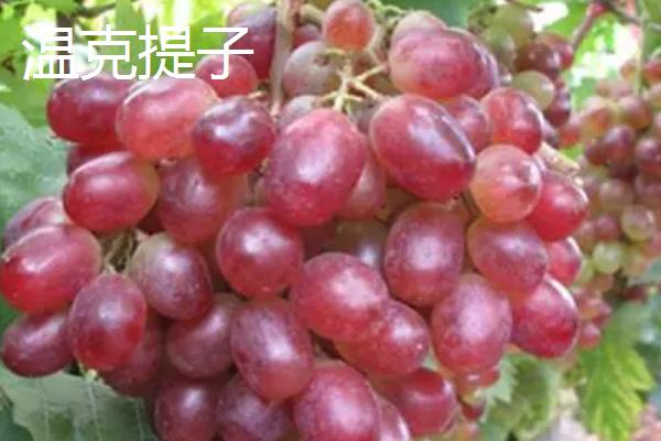 提子的保存时间,一般可存放3-5天左右