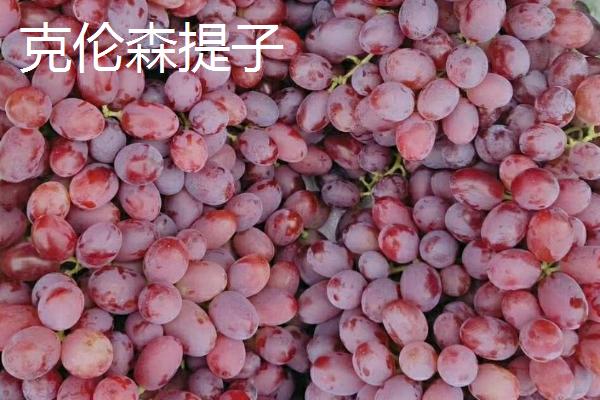 提子的保存时间,一般可存放3-5天左右