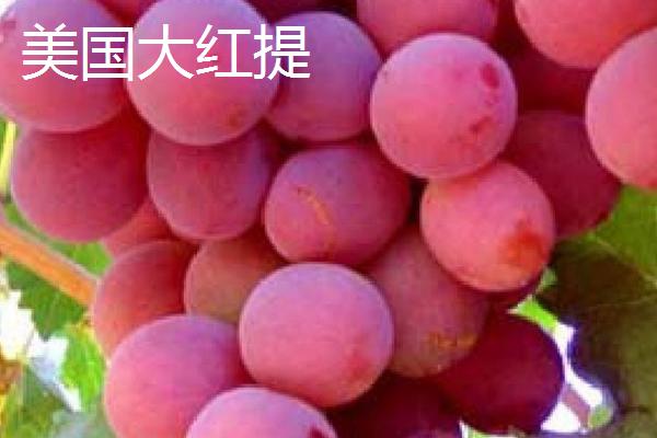 提子的保存时间,一般可存放3-5天左右