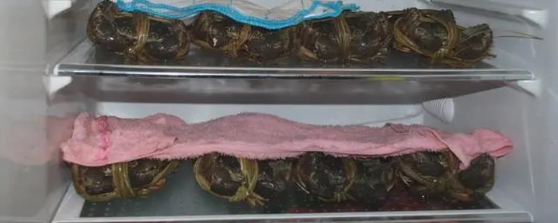 买回家的大闸蟹怎么保存