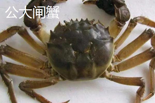 买回家的大闸蟹怎么保存,冷藏可以保存2-5天