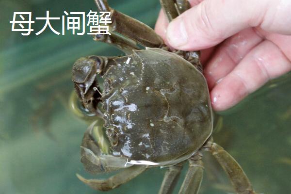 买回家的大闸蟹怎么保存,冷藏可以保存2-5天