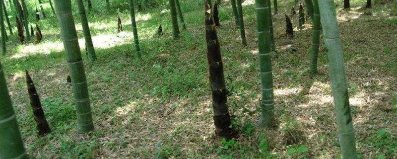 毛竹病虫害用什么农药