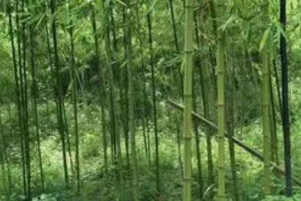 毛竹病虫害用什么农药,防治竹螟、竹斑蛾可使用敌百虫等药剂