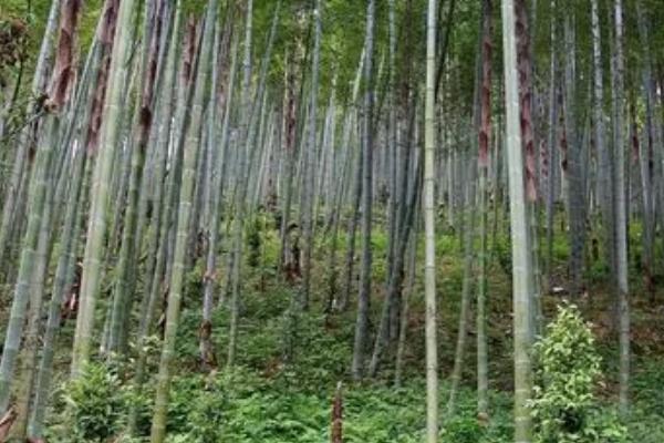 毛竹病虫害用什么农药,防治竹螟、竹斑蛾可使用敌百虫等药剂