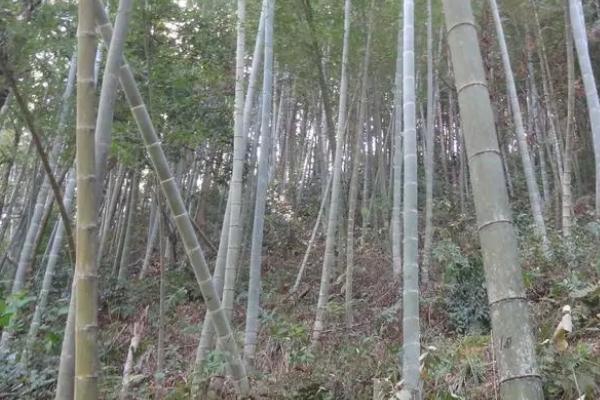 毛竹病虫害用什么农药,防治竹螟、竹斑蛾可使用敌百虫等药剂