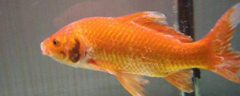 高锰酸钾能杀死水霉吗