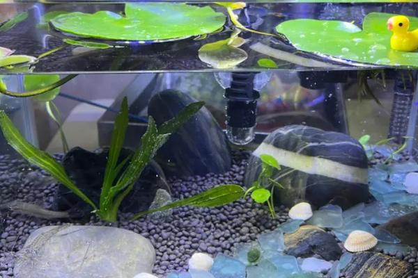 高锰酸钾能杀死水霉吗,兑水霉有灭杀效果