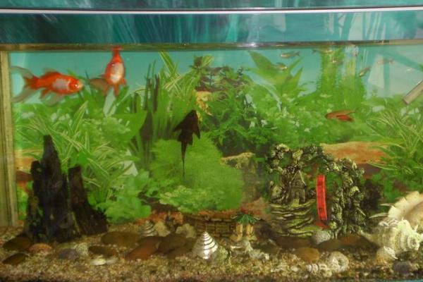 高锰酸钾能杀死水霉吗,兑水霉有灭杀效果