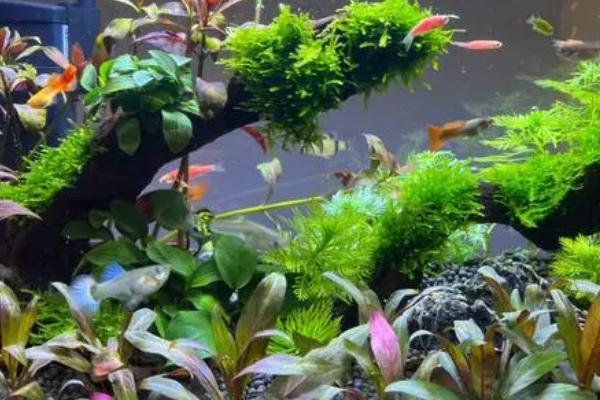 高锰酸钾能杀死水霉吗,兑水霉有灭杀效果