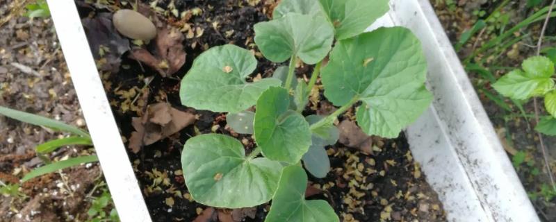 家里如何种冬瓜