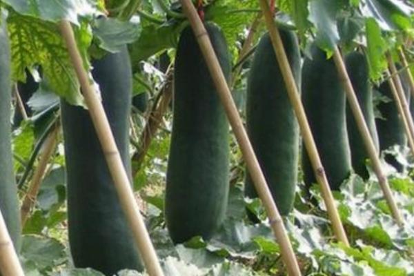 家里如何种冬瓜,需要准备一个深一点盆