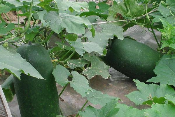 家里如何种冬瓜,需要准备一个深一点盆
